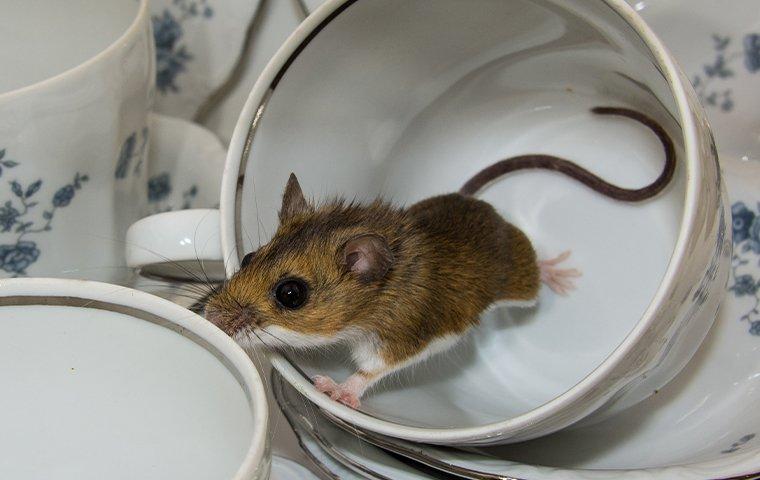 a house mouse in a kitchen teacup