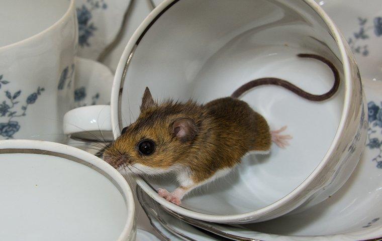 How to Lure a Mouse Out of Hiding - Pinnacle Pest Control