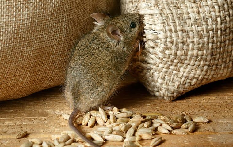 Avoid The Hazards Rodents Bring To Your Business a house mouse inside of a missouri commercial facility