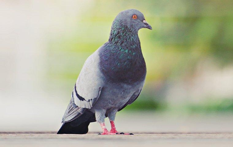 a pigeon standing on pavement
