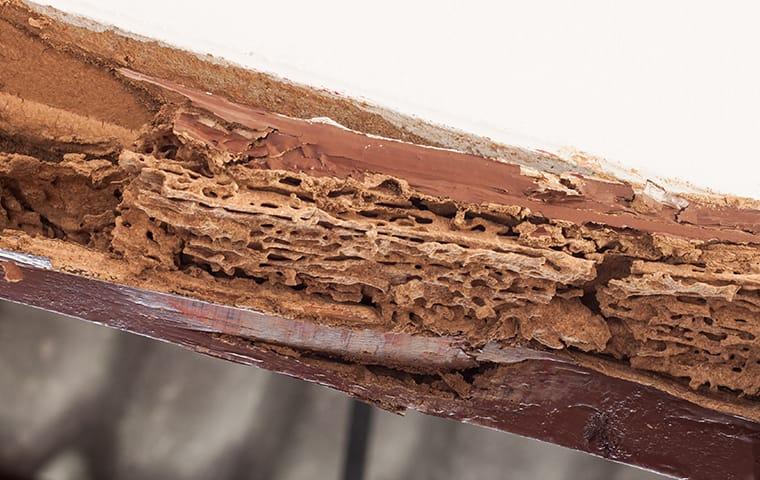 Protect Your Company From Costly Termite Damage a wooden structure on a kansas city commercial site destroyed by termites during fall season