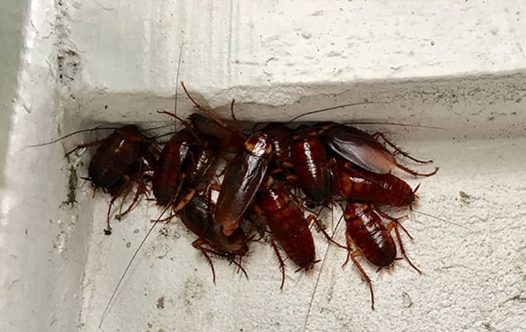 American Cockroach Size