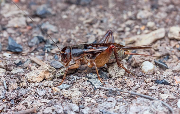 a cricket outside a business in spring hill kansas