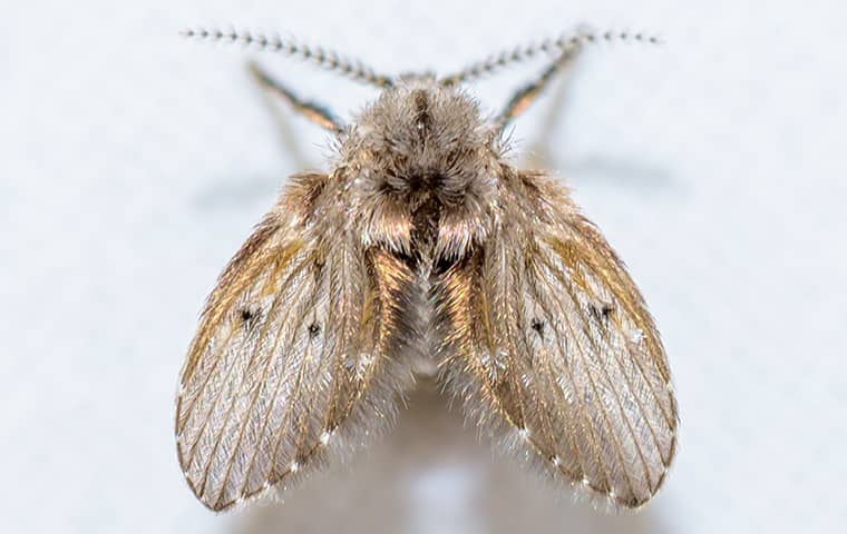 a drain fly seen from above in wichita kansas