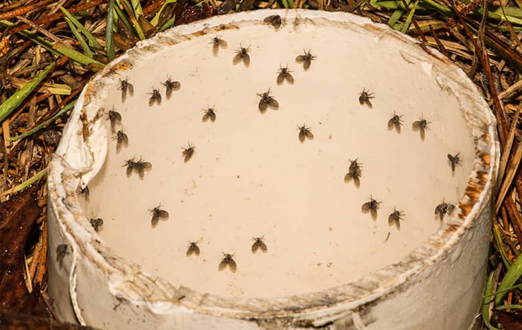 We Offer Integrated Pest Management Services For Drain Flies a swarm of drain flies on a drain pipe in wichita kansas