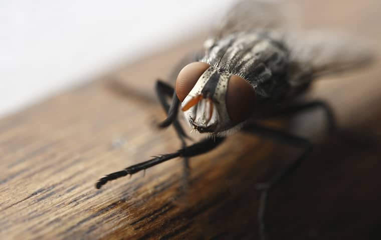 a house fly inside of a business in harrisonville missouri