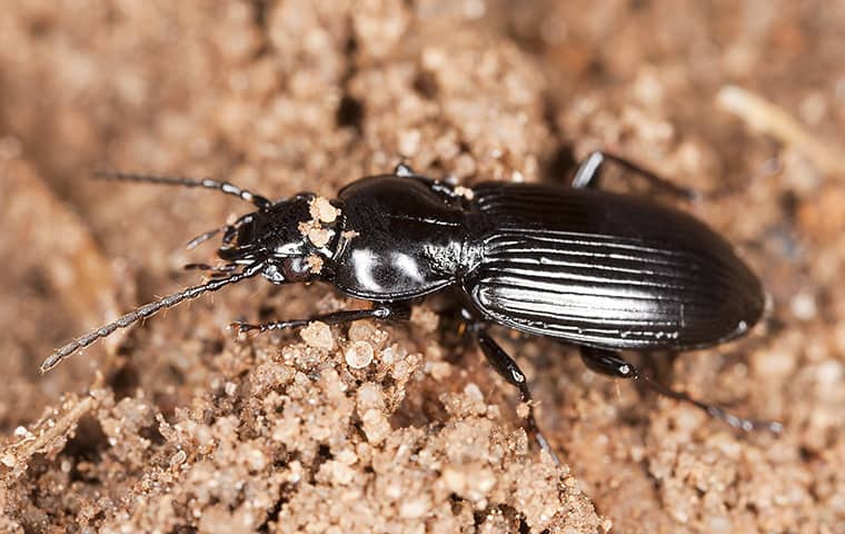 a ground beetle in the dirt in wichita kansas