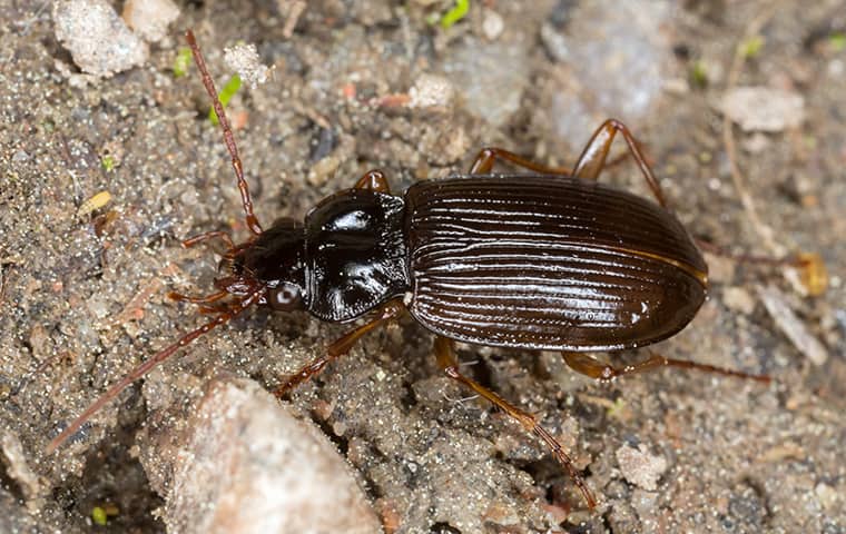 Ground Beetle Identification, Habits & Behavior