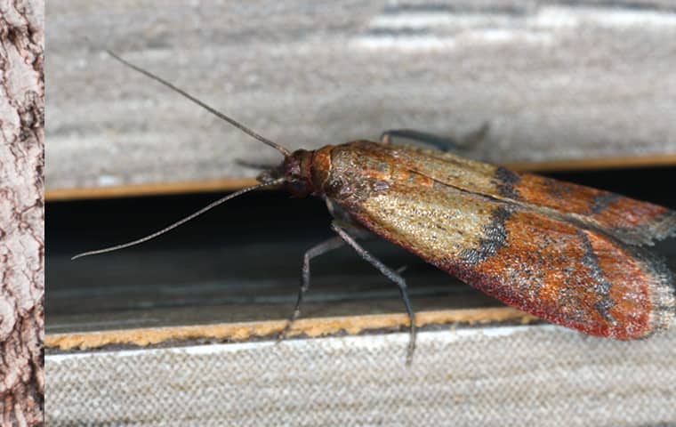 an indian meal moth on a vent in kansas city missouri