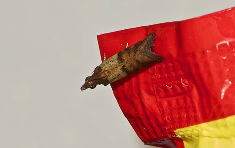 an indian meal moth on a food bag in emporia kansas