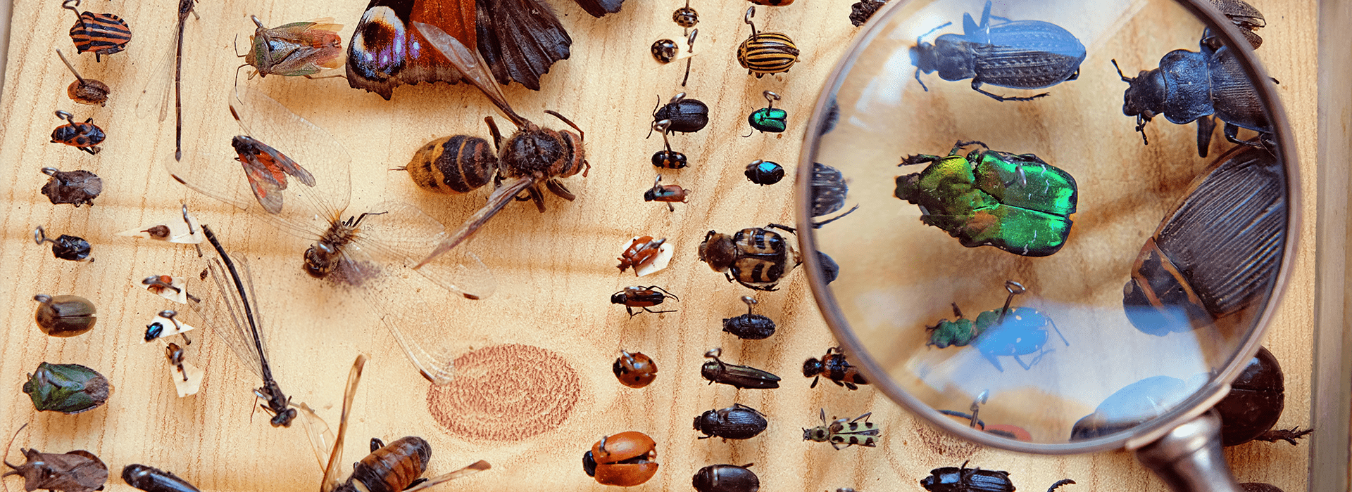 an entomology display case in wichita kansas