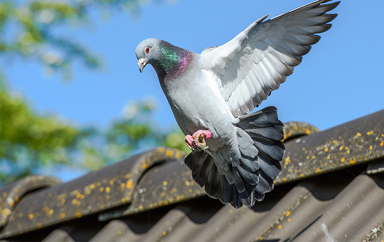 Pigeons Spread Bacteria With Their Droppings a pigeon on a rooftop in topeka kansas