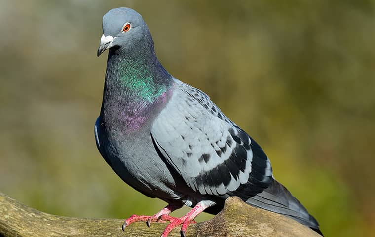 a pigeon perched on a tree in kansas city missouri