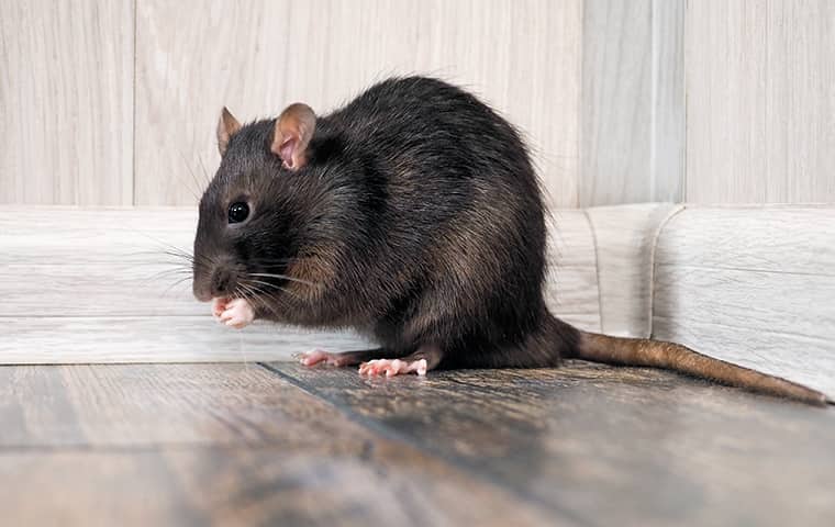 https://cdn.branchcms.com/2xVOdN9Z3W-1205/images/rodent-identification.jpg