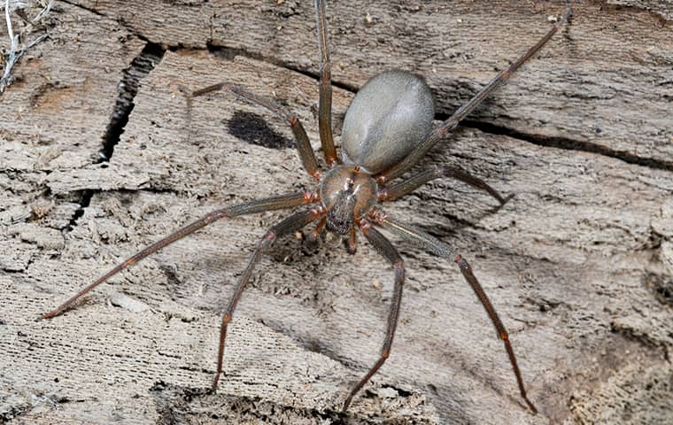 a house spider seen from above in wichita kansas