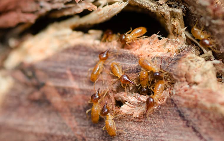 a termite infestation inside a woodpile in andover kansas
