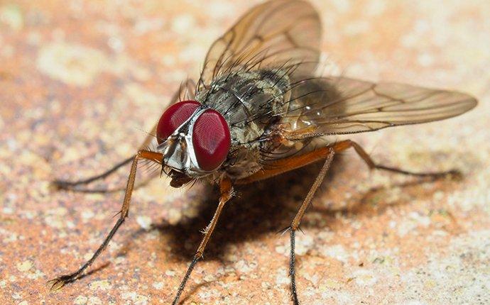 a close up of a house fly