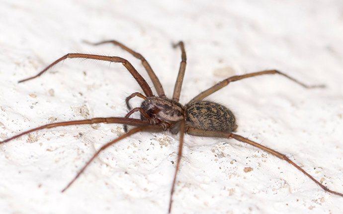 a house spider crawling on the floor