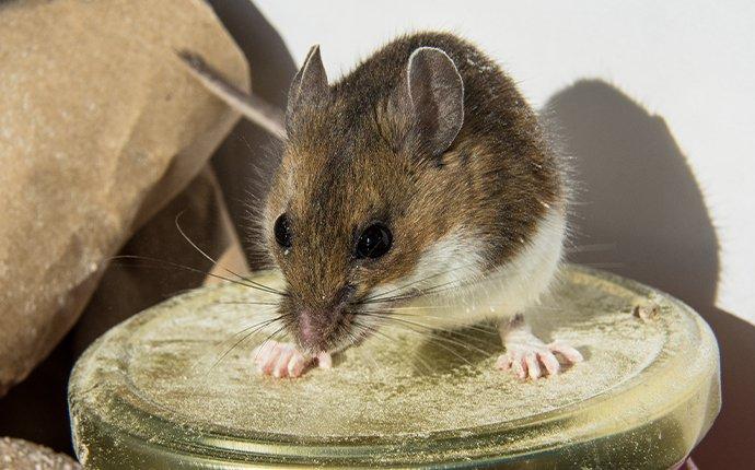 How to Get Rid of House Mice