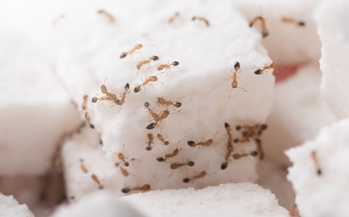 sugar ants in a kitchen