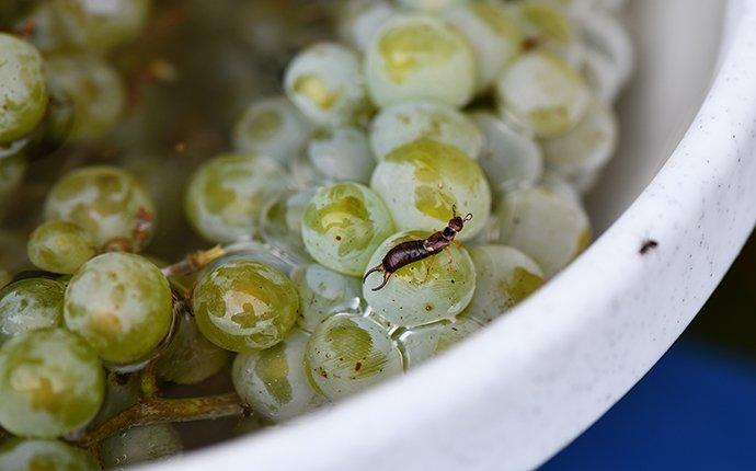 an earwig crawling on a bowl of grapes in water