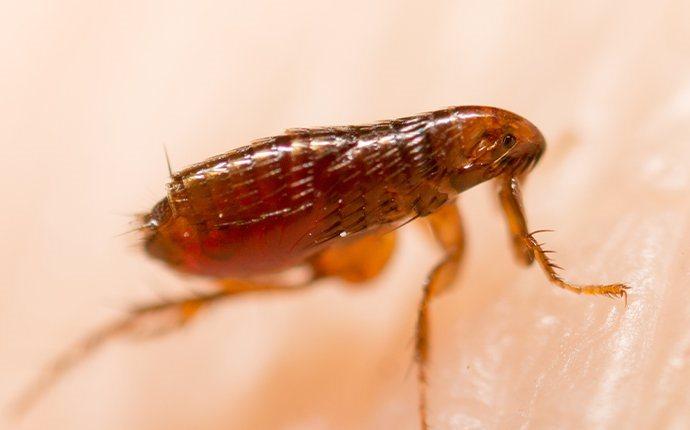A close up of a flea in Central, LA