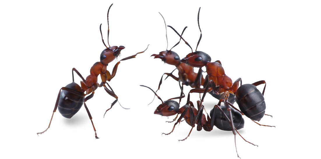 three ants crawling