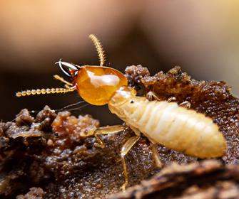 close up of a termite on a mound