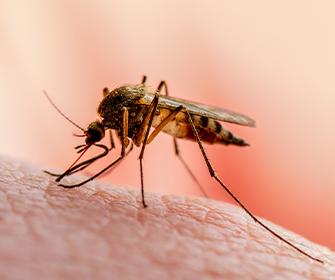 a mosquito on human skin