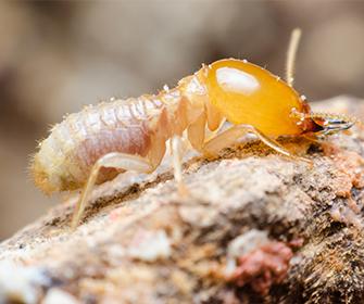 River City Termite & Pest Control | Baton Rouge, LA Pest ...