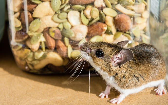 a mouse infesting a pantry in livingston louisiana