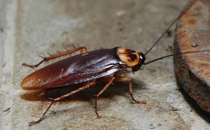 a cockroach on cement