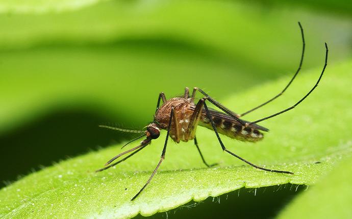 a mosquito on a leaf in baton rouge