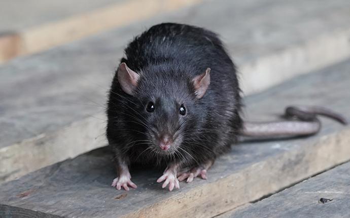 How to Identify and Eliminate Roof Rats in You're Home