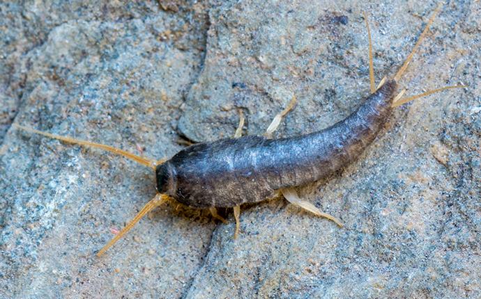 a silverfish on gravel in baton rouge