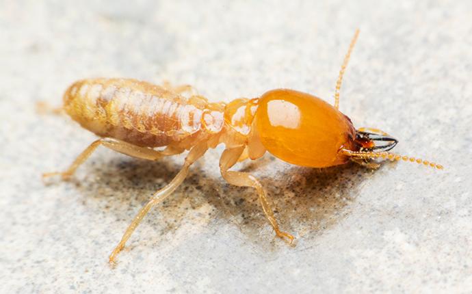 a termite sitting on marble in baton rouge