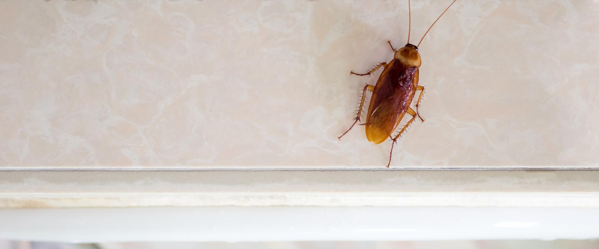 a cockroach crawling on marble