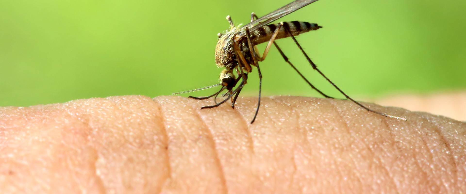 a close up of a mosquito on a finger