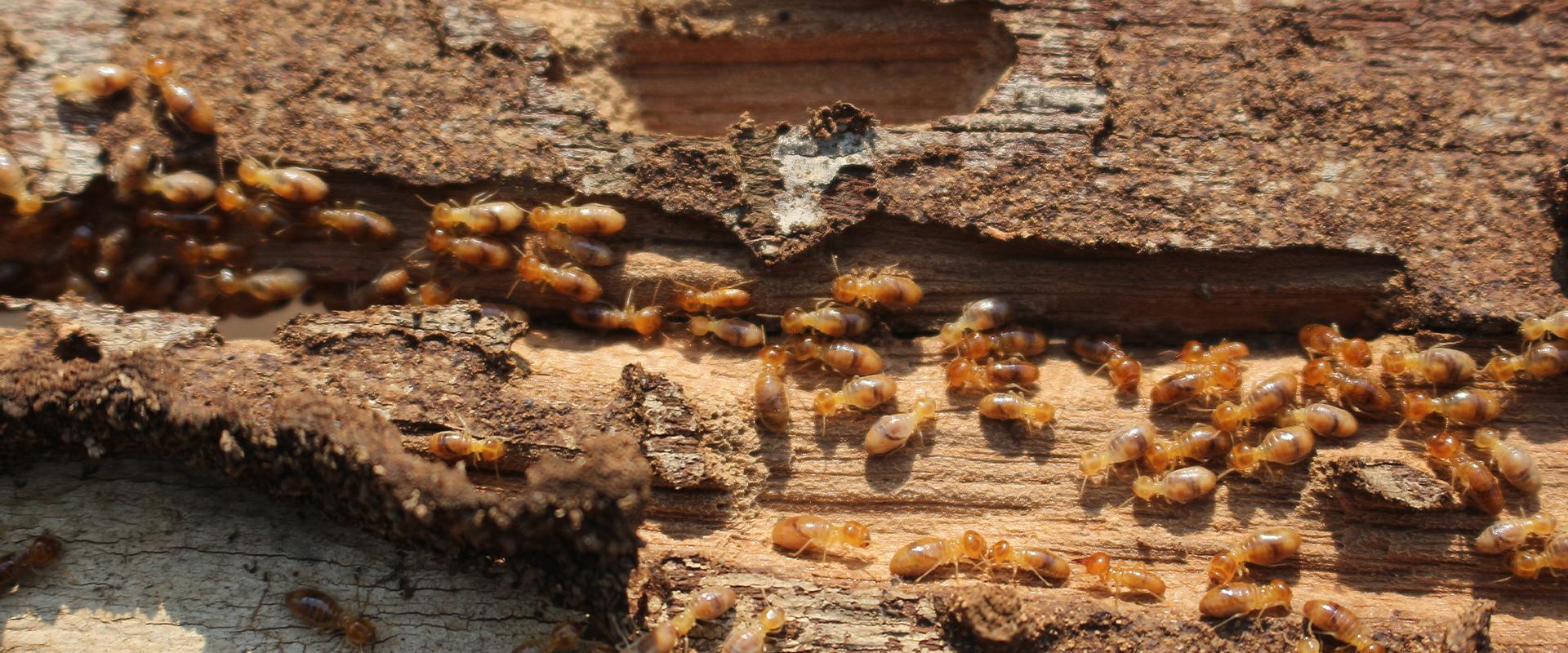termites in the wood