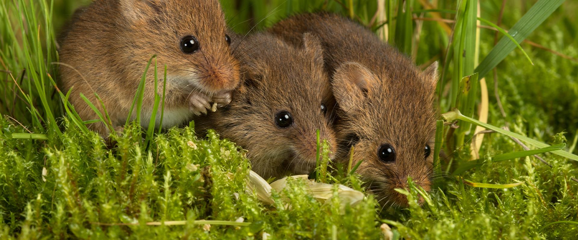 three mice in the grass