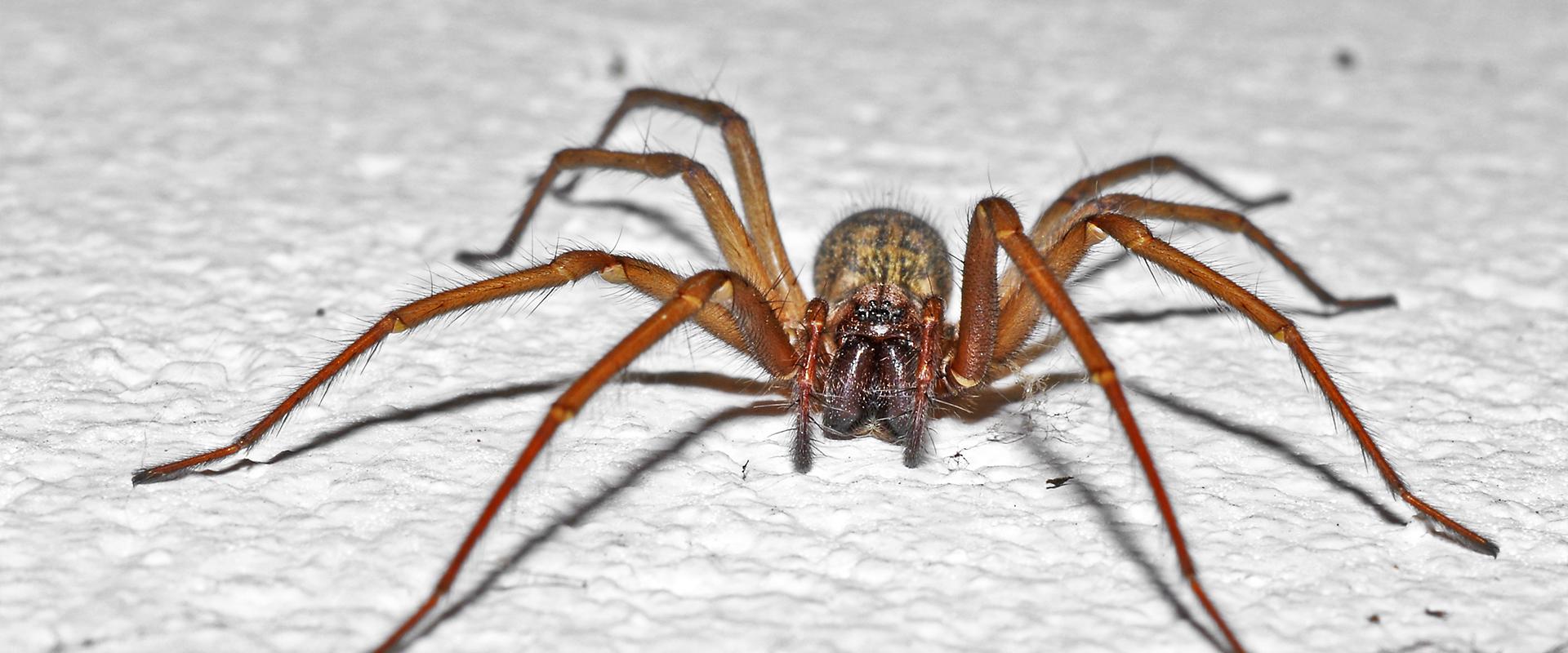 brown spider on a white background