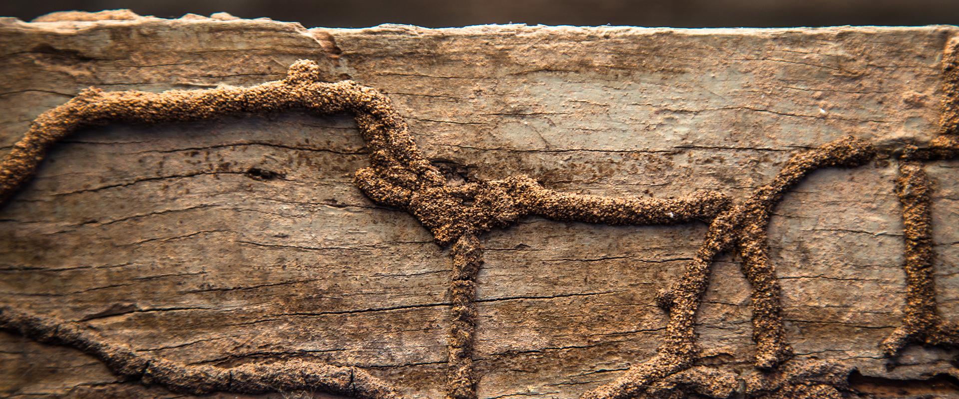 lines of termite tunnels on wood