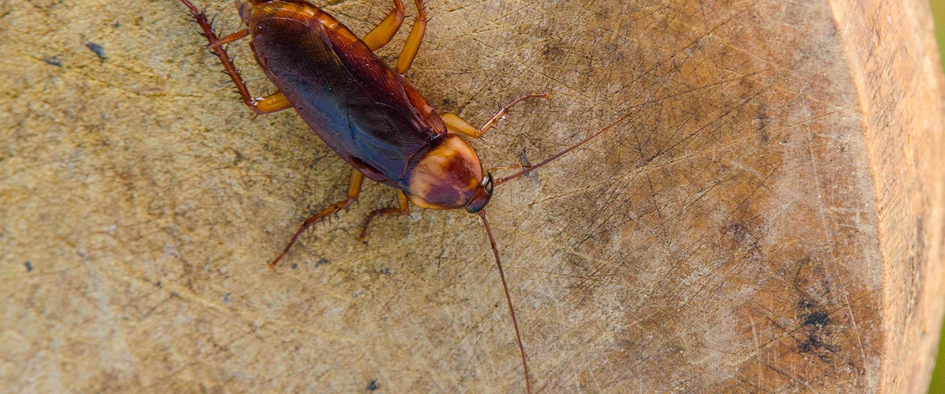 a cockroach on wood