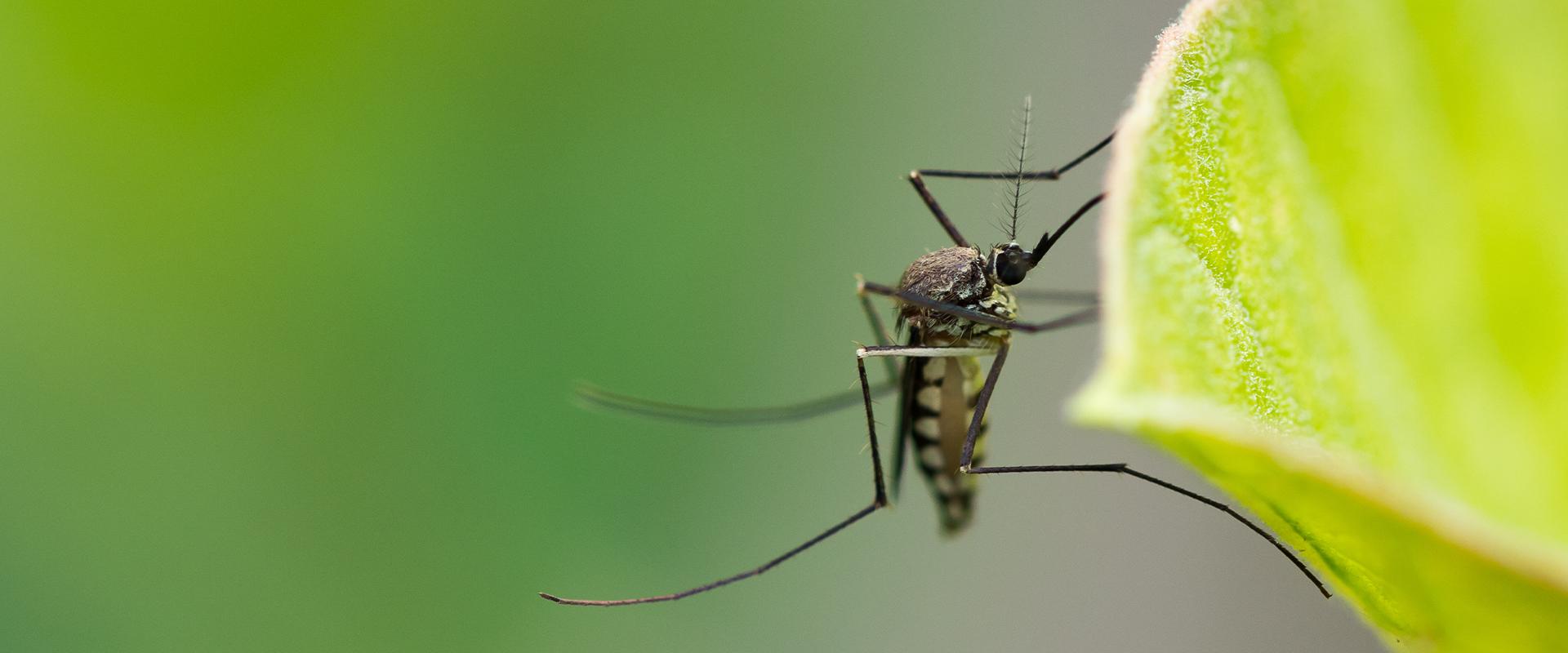 a mosquito on a green leaf