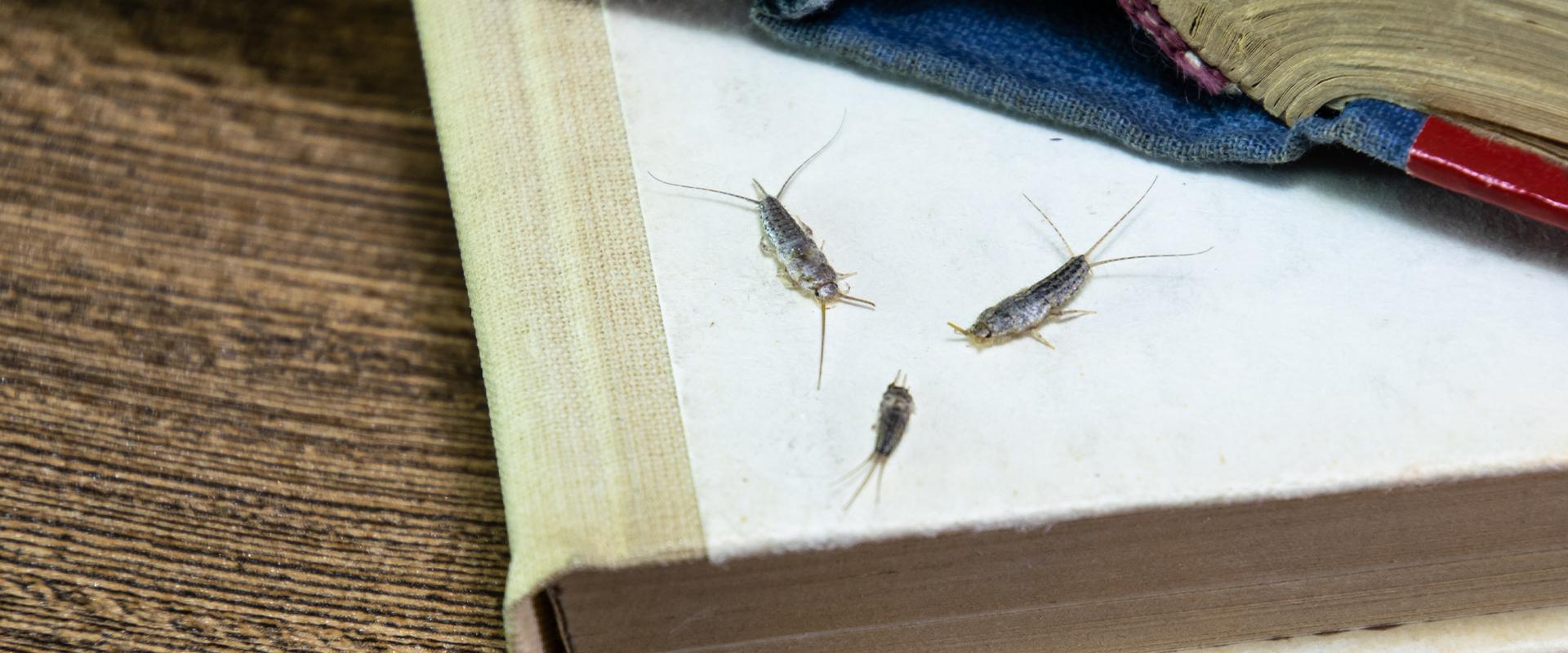 three silverfish in a book
