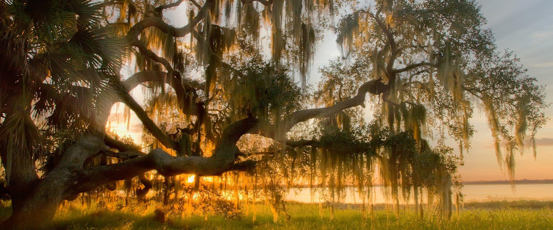 a live oak tree near water with the sun setting on it