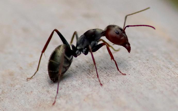 a carpenter ant on the gravel in baton rouge