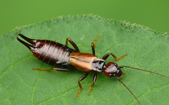 Louisiana Insects Identification