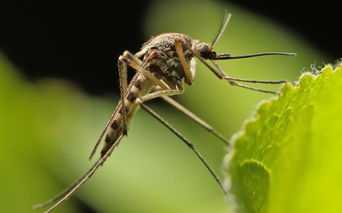 Are You Struggling With Fruit Flies In Baton Rouge?