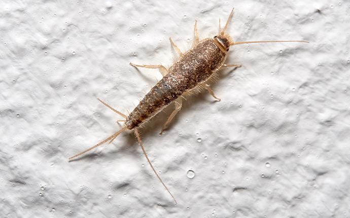 a silverfish on drywall in baton rouge